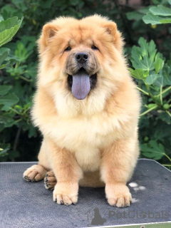 Additional photos: Chow Chow, wonderful puppies