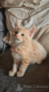 Photo №2 to announcement № 107964 for the sale of maine coon - buy in United States breeder
