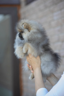 Photo №1. pomeranian - for sale in the city of Rostov-on-Don | 665$ | Announcement № 3193