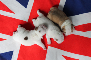 Photo №3. English bulldog puppies. Russian Federation