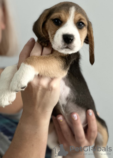 Photo №2 to announcement № 100238 for the sale of beagle - buy in United States private announcement