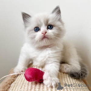 Photo №2 to announcement № 53161 for the sale of ragdoll - buy in United States private announcement