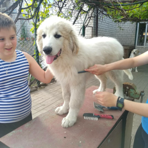 Photo №3. Pyrenean Mountain Dog Puppies. Russian Federation