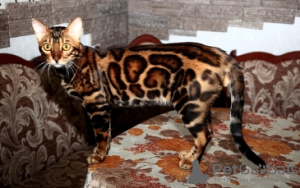 Photo №1. Mating service - breed: bengal cat. Price - 250$
