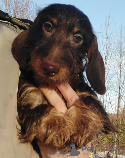 Photo №2 to announcement № 39721 for the sale of dachshund - buy in Belarus from nursery, breeder
