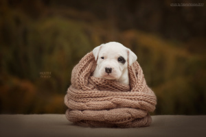 Photo №4. I will sell dogo argentino in the city of Vladimir. breeder - price - 1642$