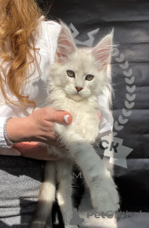 Photo №4. I will sell maine coon in the city of New York. from nursery - price - negotiated
