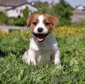 Photo №1. jack russell terrier - for sale in the city of Minsk | 214$ | Announcement № 19510