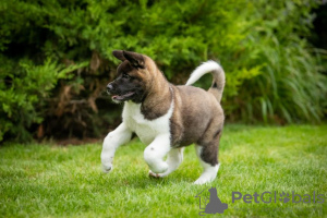 Photo №3. American Akita puppies. Ukraine