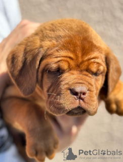 Additional photos: Dog de Bordeaux puppies