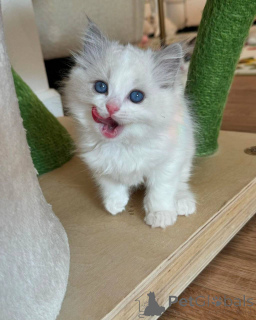 Photo №1. ragdoll - for sale in the city of Munich | negotiated | Announcement № 165047