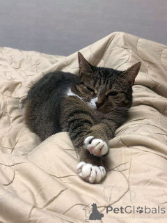 Photo №3. Sonya. The cat that was betrayed twice. Russian Federation