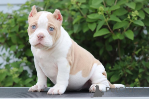 Photo №2 to announcement № 137834 for the sale of american bully - buy in United States private announcement