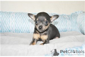 Photo №3. Adorable Chihuahua Puppies for free adoption. Germany