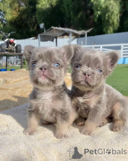 Photo №2 to announcement № 137133 for the sale of french bulldog - buy in Germany breeder