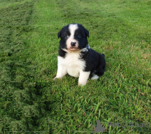 Photo №2 to announcement № 118077 for the sale of non-pedigree dogs - buy in Germany private announcement