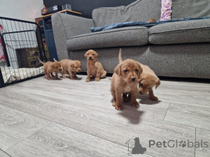 Photo №1. labrador retriever - for sale in the city of Mondorf -les-Bains | negotiated | Announcement № 166992