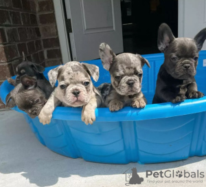 Photo №1. french bulldog - for sale in the city of New York | 400$ | Announcement № 110722