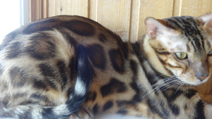 Photo №2 to announcement № 3294 for the sale of bengal cat - buy in Russian Federation breeder