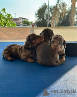 Photo №3. Buy your beautiful Vaccinated dachshund puppies available now for loving homes. France