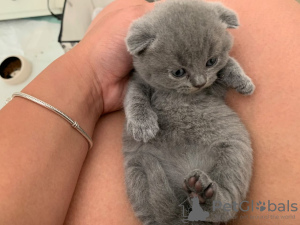 Photo №3. Clean Scottish Fold kittens for sale in Germany. Germany