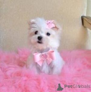 Photo №1.  - for sale in the city of Vienna | 282$ | Announcement № 143874