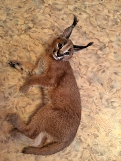 Photo №1. caracal - for sale in the city of Pskov | 7825$ | Announcement № 3802