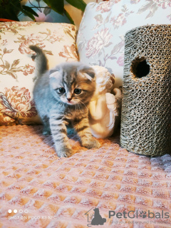 Photo №4. I will sell scottish fold in the city of Шатура. private announcement - price - 204$