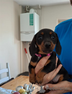 Photo №1. dachshund - for sale in the city of Dietzenbach | 329$ | Announcement № 153378