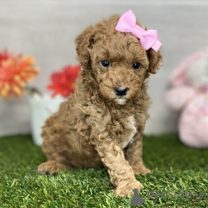 Photo №3. Poodle Female 5 weeks old Ready by Apr. 25. Ukraine