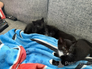 Photo №1. burmilla shorthair - for sale in the city of Gann. Munden | Is free | Announcement № 145304