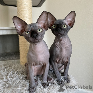 Photo №1. sphynx-katze - for sale in the city of AREL | negotiated | Announcement № 163547