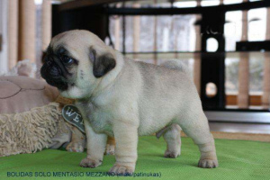 Photo №1. pug - for sale in the city of Klaipėda | Negotiated | Announcement № 1198
