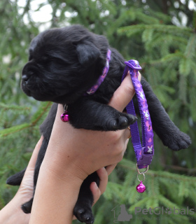 Additional photos: Labrador retriever puppies.