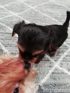 Additional photos: Baby-face Yorkie puppies looking for a new home.