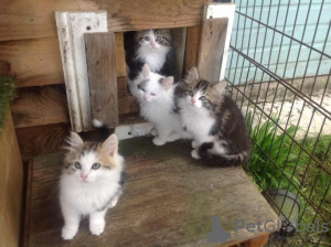 Photo №1. siberian cat - for sale in the city of Гамбург | 370$ | Announcement № 126775