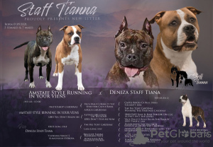 Photo №1. american staffordshire terrier - for sale in the city of Daugavpils | 1419$ | Announcement № 17032