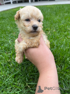 Photo №1. maltipu - for sale in the city of Bad Vilbel | negotiated | Announcement № 166149