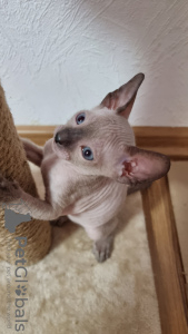 Photo №4. I will sell sphynx-katze in the city of Krasnodar. private announcement - price - 0$
