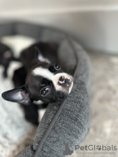 Photo №4. I will sell boston terrier in the city of Chicago. breeder - price - 500$