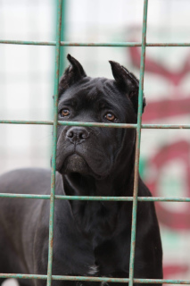 Photo №1. cane corso - for sale in the city of St. Petersburg | 805$ | Announcement № 1977