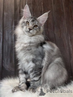 Photo №3. Maine Coon kittens. United States
