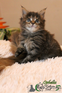 Photo №2 to announcement № 8092 for the sale of maine coon - buy in Russian Federation private announcement, from nursery, breeder