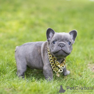 Photo №2 to announcement № 64581 for the sale of french bulldog - buy in Germany private announcement