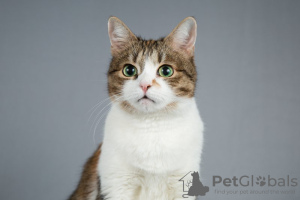 Photo №3. Cute kitty Zainka is looking for a home.. Russian Federation