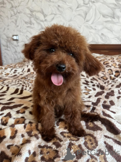 Photo №3. Toy poodle male. Ukraine