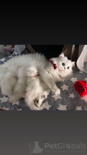 Photo №1. persian cat - for sale in the city of Munich | negotiated | Announcement № 56610