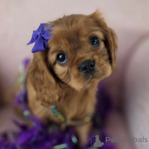 Photo №1. cavalier king charles spaniel - for sale in the city of Þorlákshöfn | negotiated | Announcement № 155573