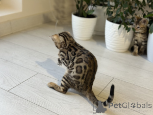 Photo №2 to announcement № 100956 for the sale of bengal cat - buy in Belgium private announcement, from nursery, breeder