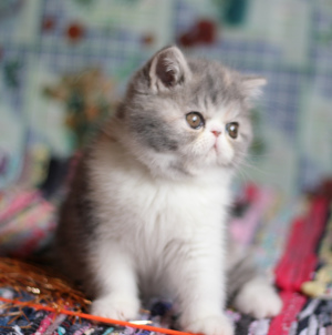 Photo №1. exotic shorthair - for sale in the city of Москва | negotiated | Announcement № 5636